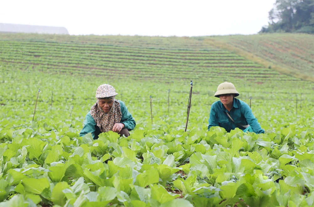 Việc kết hợp xúc tiến thương mại, nền tảng số, hệ thống truy xuất nguồn gốc và sở hữu trí tuệ trở thành hệ sinh thái hỗ trợ HTX